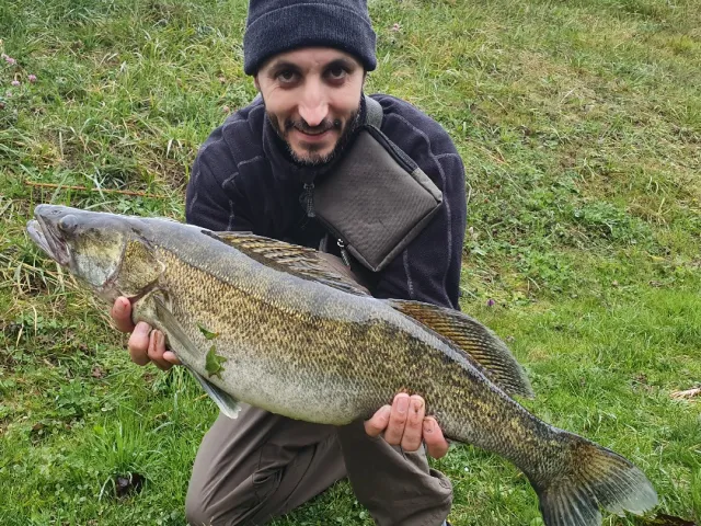 Zander