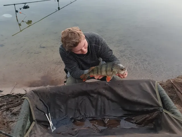 Flussbarsch