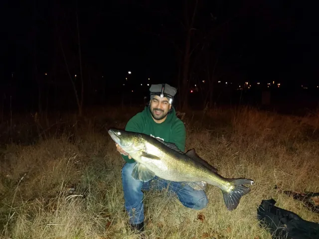 Zander