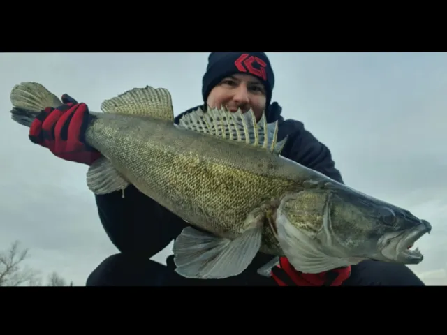 Zander