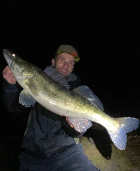 Zander