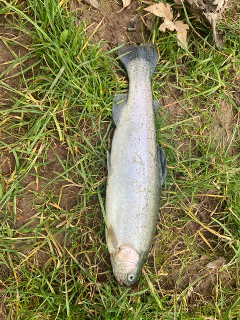 Regenbogenforelle