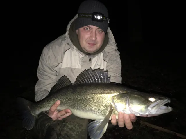 Zander