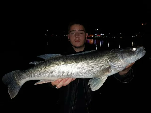 Zander