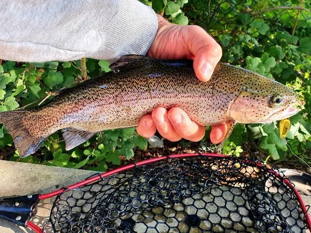 Regenbogenforelle