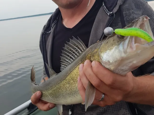 Zander