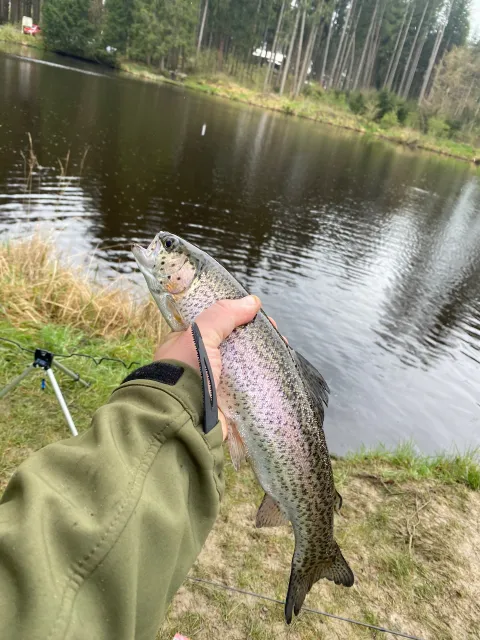 Regenbogenforelle
