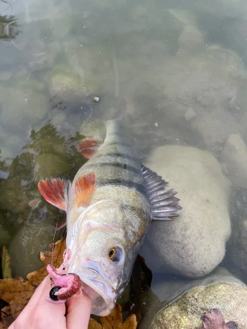 Flussbarsch