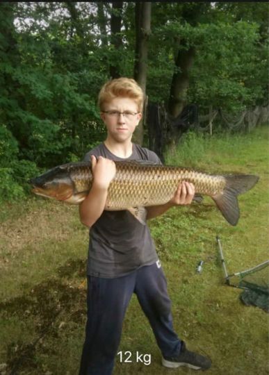 Graskarpfen