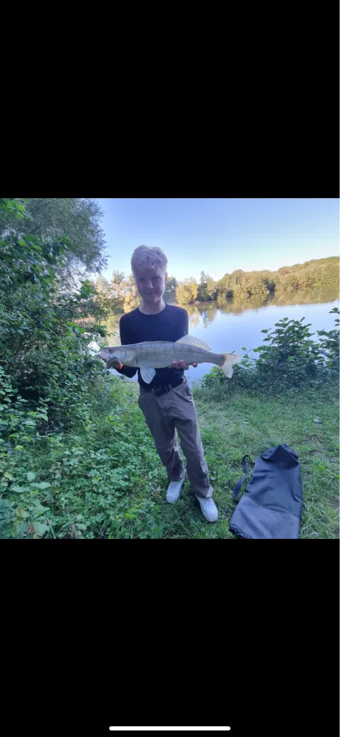 Zander