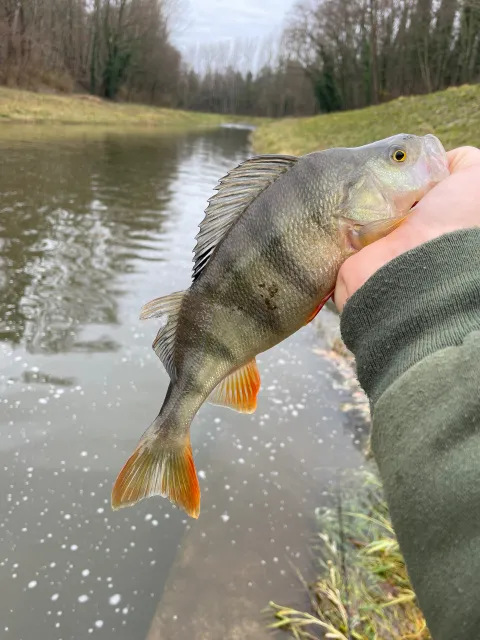 Flussbarsch
