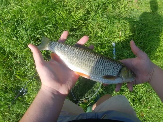 Döbel