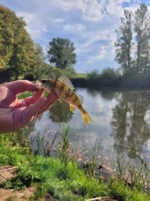 Flussbarsch