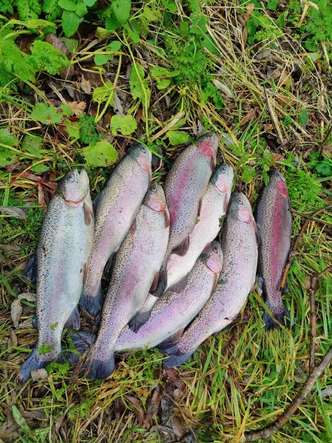 Regenbogenforelle