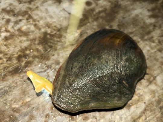 Gemeine Teichmuschel