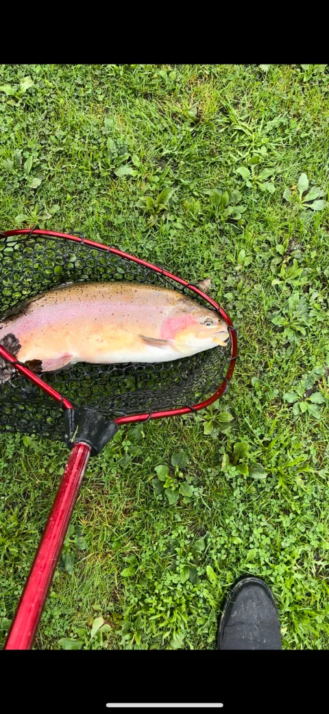 Regenbogenforelle