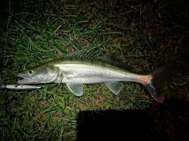Zander