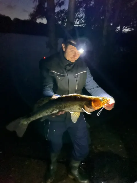 Zander