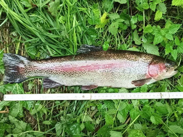 Regenbogenforelle