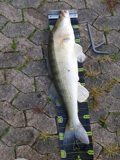 Zander
