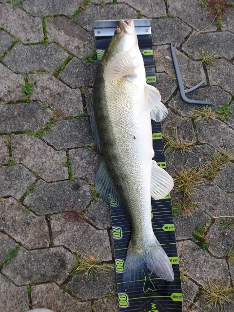 Zander