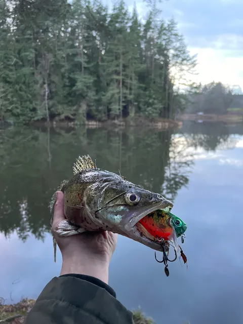 Zander