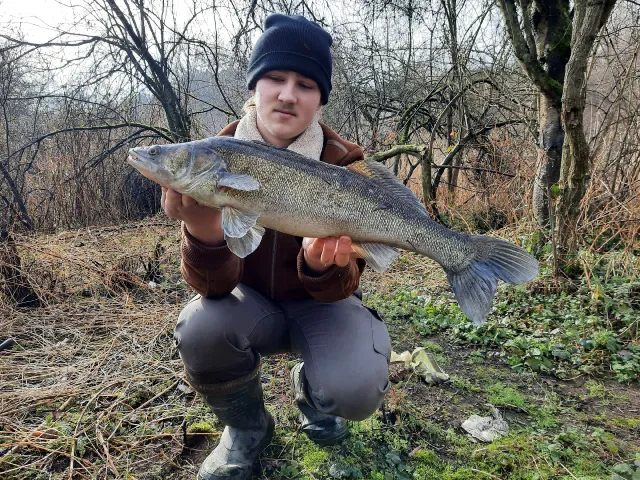 Zander
