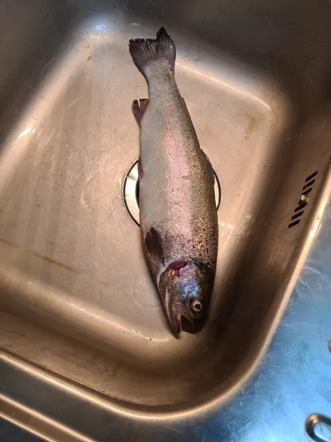 Regenbogenforelle