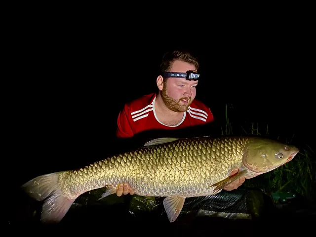 Graskarpfen