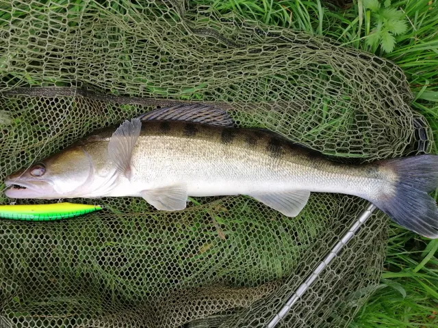 Zander