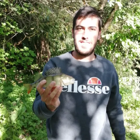Flussbarsch