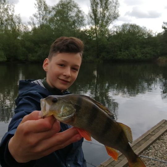 Flussbarsch