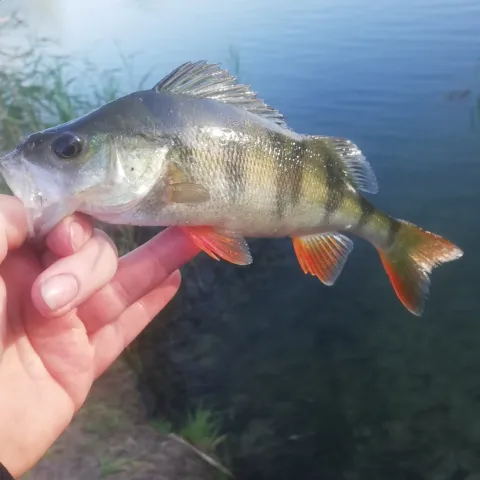 Flussbarsch
