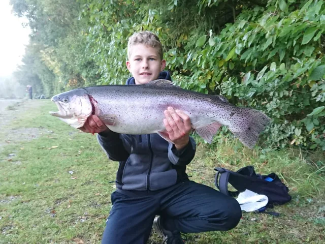 Regenbogenforelle