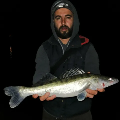 Zander