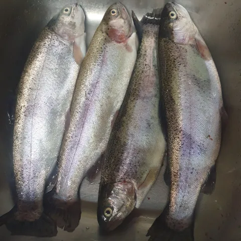 Regenbogenforelle
