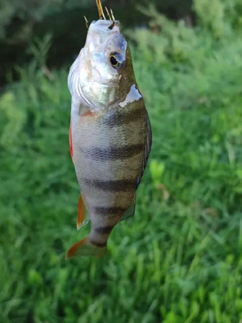 Flussbarsch