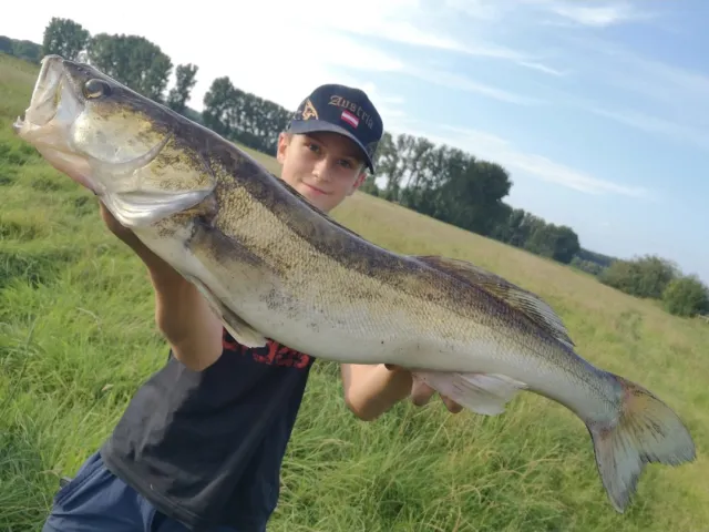 Zander