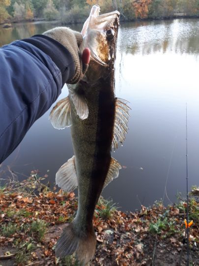 Zander