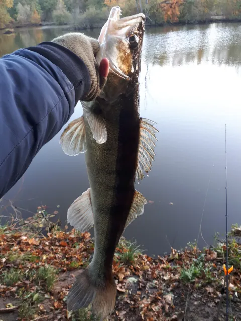 Zander