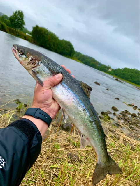 Lachs