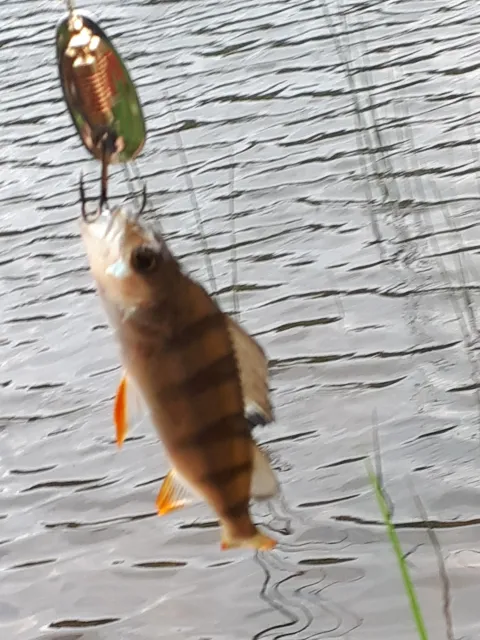 Flussbarsch