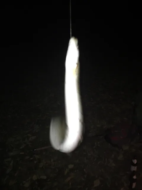 Aal