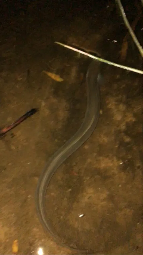 Aal