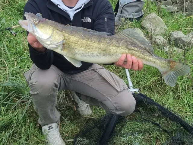 Zander