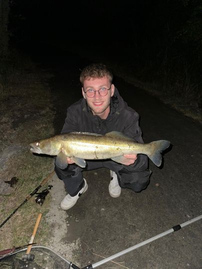 Zander