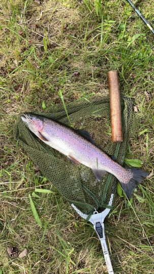 Regenbogenforelle