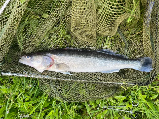 Zander