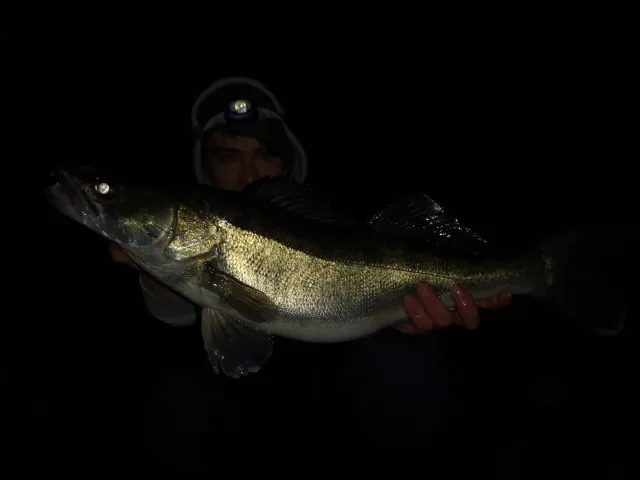 Zander