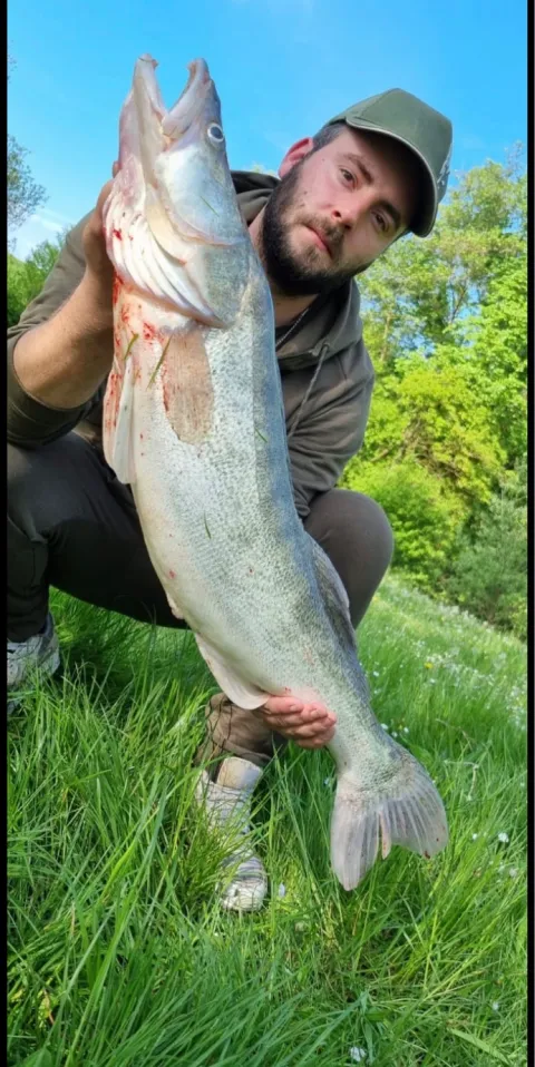 Zander